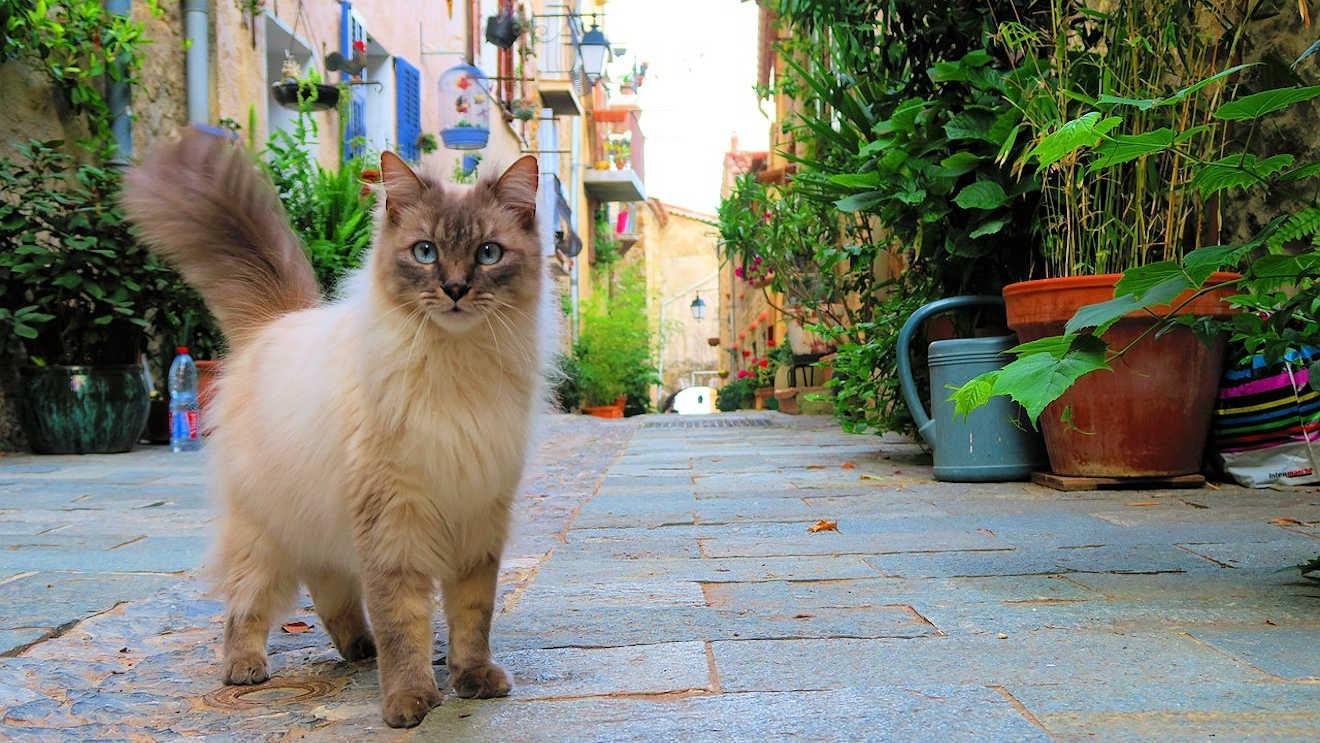 cat provence