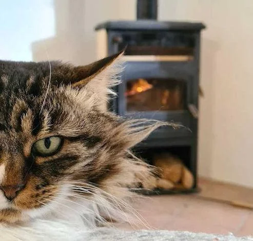 pet friendly long term rentals france